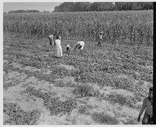 Picking cucumbers 