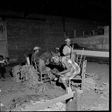 Tying tobacco