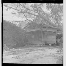 Uprooted trees