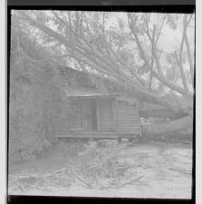 Tree on top of house