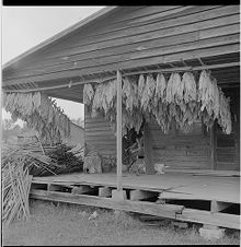 Hanging tobacco