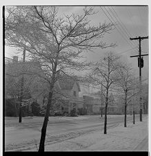 Icicles on tree