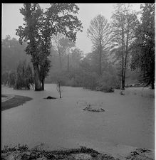 Forest flooding