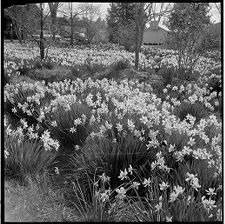 Daffodils 