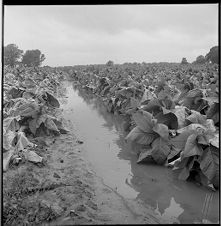 Water in tobacco field 