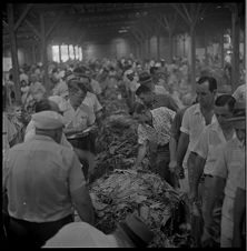 Tobacco market