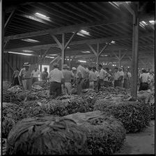 Tobacco market