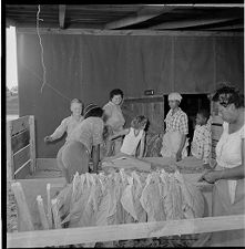 Sorting and hanging tobacco