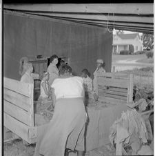 Sorting tobacco