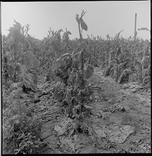 Crop damage