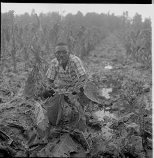 Crop damage from hail 