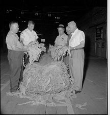 Tobacco arriving at warehouse 