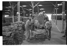 Loading tobacco