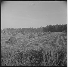 Peanut field