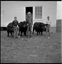 Boys with cows