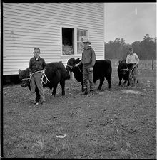 Leading cows