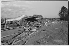 Chickens with collapsed building