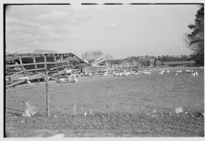 Chickens with collapsed building