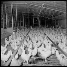 Chicken farm 