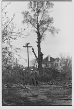 Removing trees