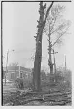 Pulling down tree