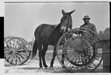 Man with mule