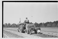 Planting tobacco