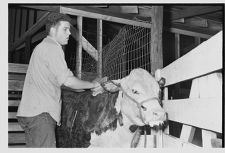 Washing cattle