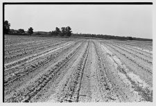 Tobacco field