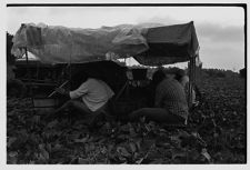 Cucumber picking