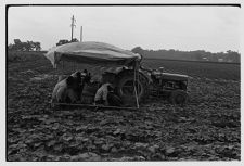 Cucumber picking