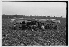 Cucumber picking