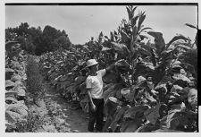 Tobacco field