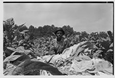 Man with tobacco