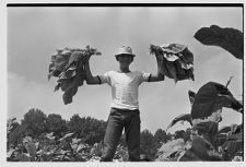 Holding tobacco