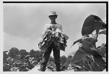 Boy with tobacco