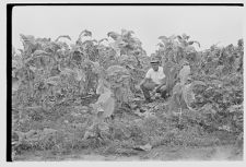 Tobacco damage