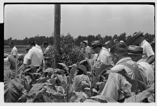 Tobacco field