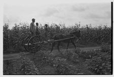 Horse-cart in cornfield