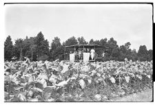 Tobacco harvesting