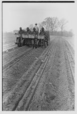 Men transplanting tobacco 