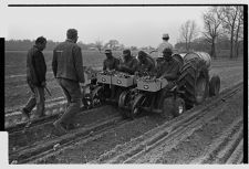 Men transplanting tobacco 