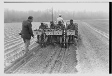 Men transplanting tobacco 