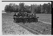 Four row tobacco planter