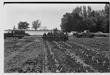 Four row tobacco planter 