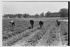 People picking strawberries