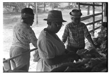 Tobacco harvesting