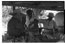 Tobacco harvesting 