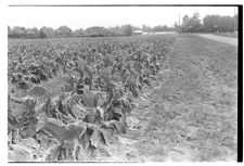 Tobacco damage from hail 