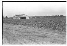 Tobacco hail damage